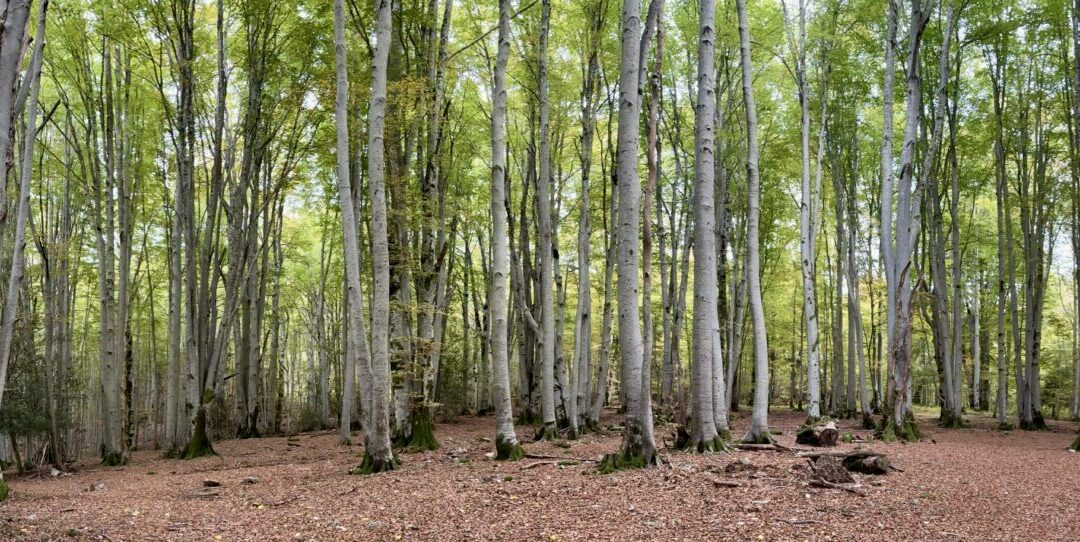 La forêt de Vizzavona