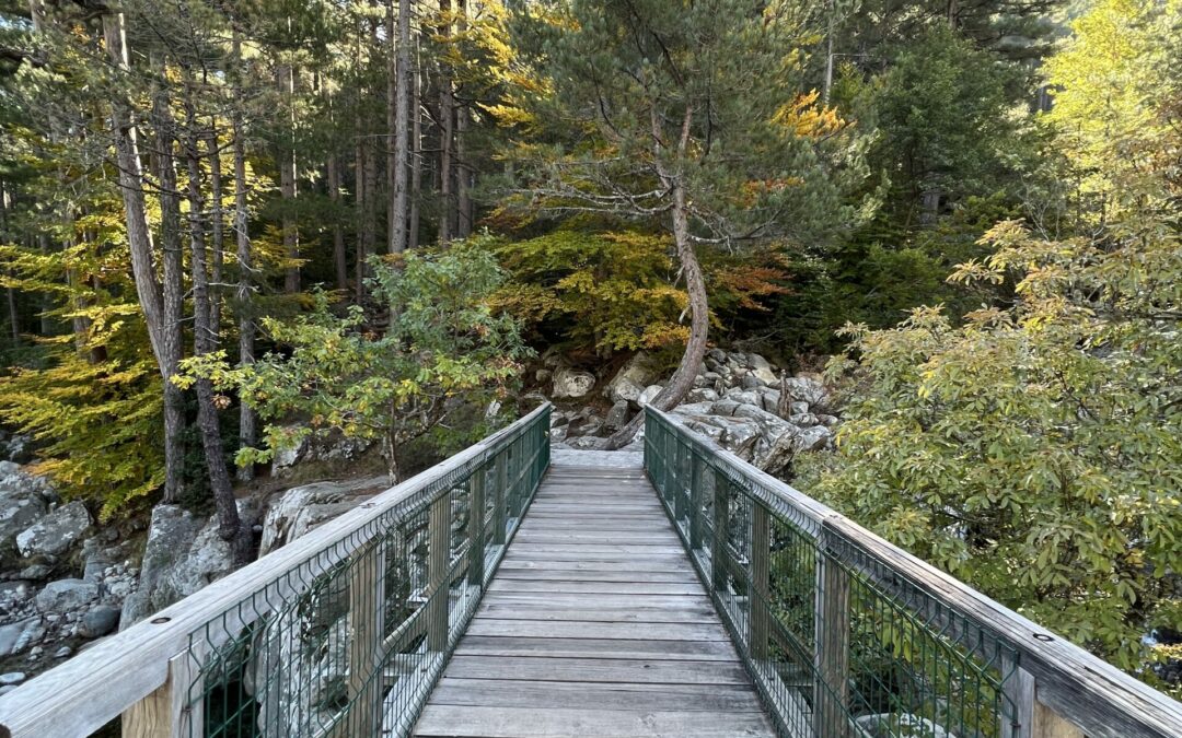 La forêt du Manganellu