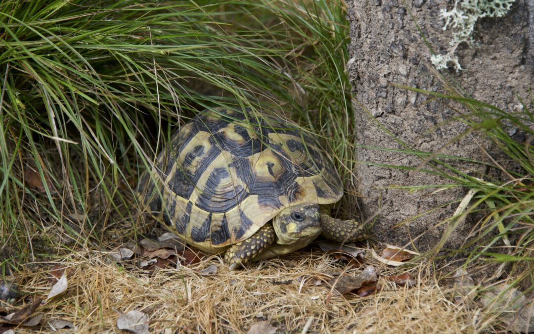 Le village des Tortues