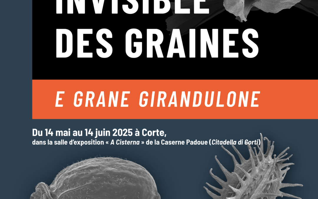 LE MONDE INVISIBLE DES GRAINES – E GRANE GIRANDULONE