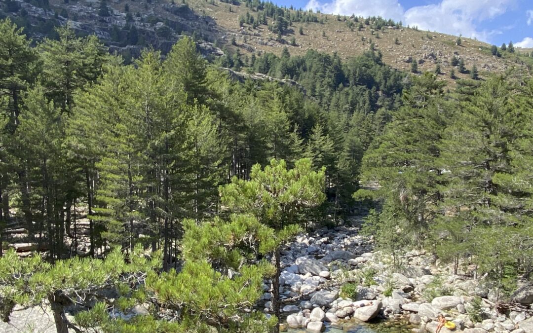 LE TAVIGNANU : UN JOYAU DU CENTRE CORSE