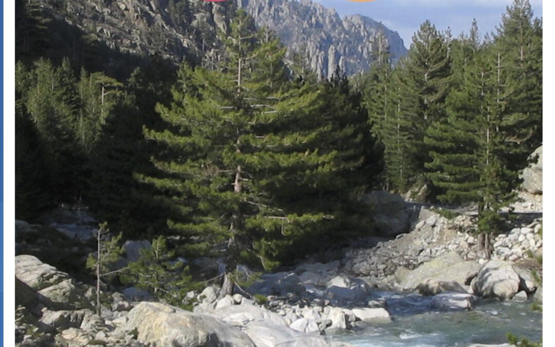 NAVETTA RESTONICA 2025